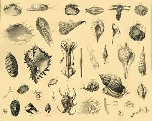 Invertebrate Animals Impressions: Mollusca, c1910. Creator: Unknown