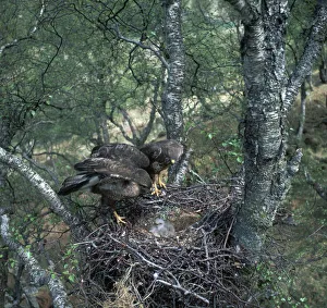 Close Up Bird Pictures Impressions: Pair of buzzards on the nest