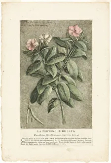 European Flower Illustrations Impressions: The Periwinkle of Java, from Collection of Usual