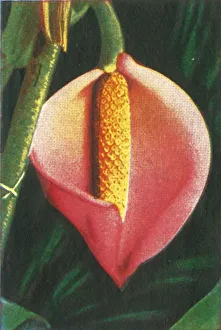 Cigarette Card Album Impressions: Philodendron, c1928. Creator: Unknown