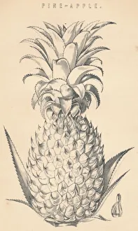Pineapple Illustration Impressions: Pine-Apple, c19th century