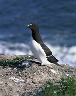 Razorbill Bird Impressions: Razorbill