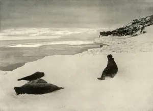 Ernest Shackleton Impressions: Seals at the Ice-Edge, c1908, (1909)