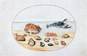 Aquatic Life Art Impressions: Shells and Shellfish, 16th century. Artist: Joris Hoefnagel