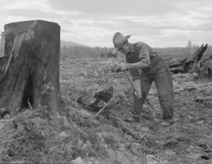 Une méthode de déracinement d'arbre à tombarak, comté de Bonner, Idaho, 1939.