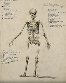 British Heritage Art Impressions: A skeleton, 1880. Creator: Adele Mongredien