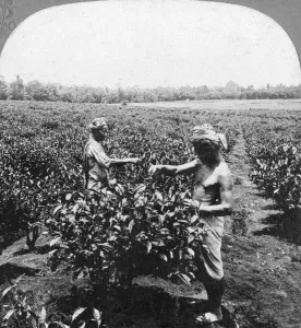 Monochrome Black And White Images Impressions: A tea plantation, Java, Indonesia, 1902. Artist: CH Graves