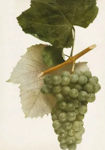 Vintage Fruit Photography Impressions: Triumph, 1908