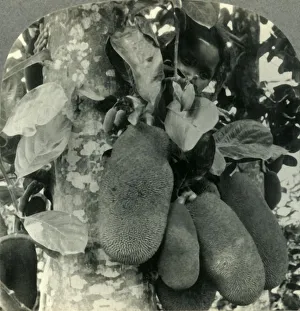 Java Island Scenery Impressions: Tropical Fruit as it Grows on the Island of Java, c1930s. Creator: Unknown