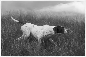 Rita Impressions: CHUTE / POINTEUR / 1938