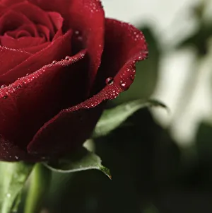 Red Rose Flower Impressions: AB_02. jpg