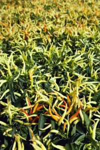 Poivron, Capsicum annuum.