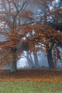 Beech Tree Impressions: common beech