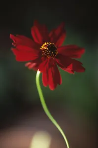 Dark Atmospheric Photography Impressions: Coreopsis Limerock Ruby Coreopsis Red subject