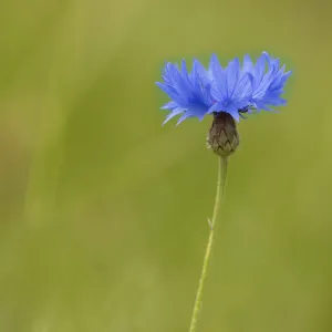 Centaurea Cyanus Images Impressions: Cornflower, Centaurea, Centaurea cyanus