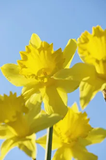 Yellow Daffodils Impressions: Daffoldil