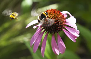 Images datées du 5 juin 2013: Echinacea