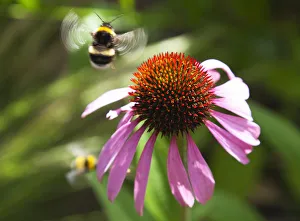 Images datées du 5 juin 2013: Echinacea