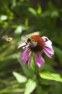 Images datées du 5 juin 2013: Echinacea