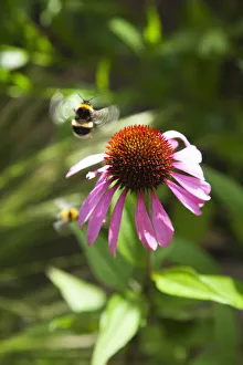 Images datées du 5 juin 2013: Echinacea