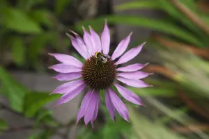 Images datées du 5 juin 2013: Echinacea