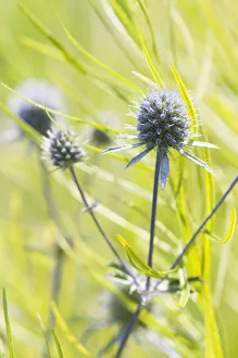 Sea Holly Plant Impressions: echinops