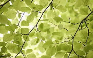 Beech Tree Impressions: fagus sylvatica, beech