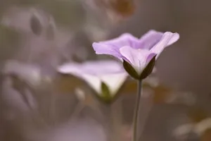 Perennial Garden Plants Impressions: Geranium, Geranium Dusky Rose