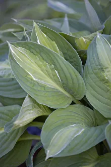 Daytime Outdoor Plant Photography Impressions: Hosta Striptease