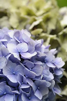 Summer Flowering Shrubs Impressions: Hydrangea, Lacecap hydrangea, Hydrangea, Hydrangea macrophylla Amethyst