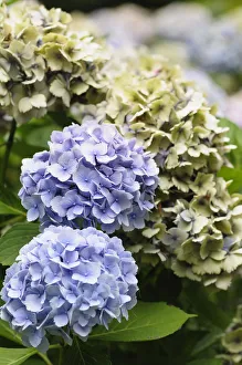 Images datées de 2015 mai: Hydrangea, Hydrangea à feuilles de dentelle, Hydrangea, Hydrangea macrophylla Amethyst.