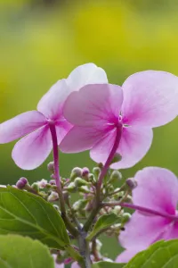 Pastel Coloured Flowers Impressions: hydrangea macrophylla, hydrangea, lacecap hydrangea