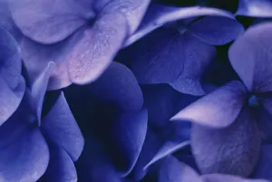 Blue Hydrangea Macrophylla Impressions: Hydrangea macrophylla Hydrangea Blue subject