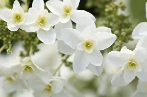 Oakleaf Hydrangea Impressions: Hydrangea, Oakleaf hydrangea, Hydrangea quercifolia Pee Wee