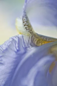 Bearded Iris Impressions: Iris, Bearded iris