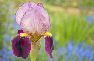 Spring Flowering Bulbs Impressions: iris, bearded iris, iris