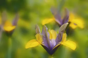 Small Flowering Plants Impressions: Iris danfordiae Iris - Dwarf iris