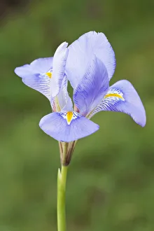 Blue Iris Flowers Impressions: iris, iris unguicularis
