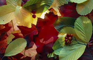 Close Up Leaf Photography Impressions: leaf, leaf