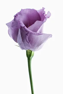 Images datées de 2013 février: lisianthus, eustoma
