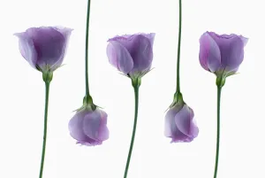 Images datées de 2013 février: lisianthus, eustoma
