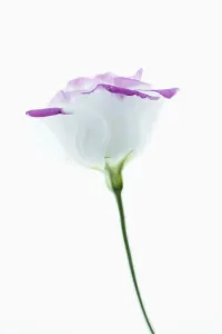 Images datées de 2013 février: lisianthus, eustoma