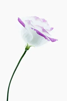 Images datées de 2013 février: lisianthus, eustoma