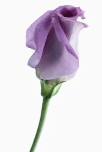 Images datées de 2013 février: lisianthus, eustoma