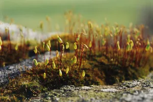 Wildflower Close Up Shots Impressions: Moss