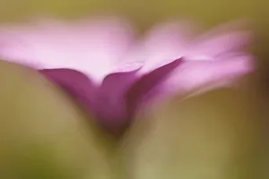 Pastel Coloured Flowers Impressions: Osteospermum