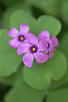Perennial Flowers Impressions: oxalis