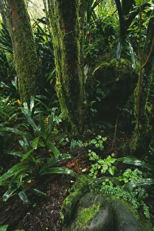 Green Vegetation Impressions: rainforest, tree