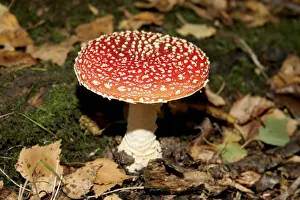 Fly Agaric Fungus Impressions: toadstool