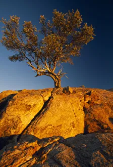 arbre, arbre